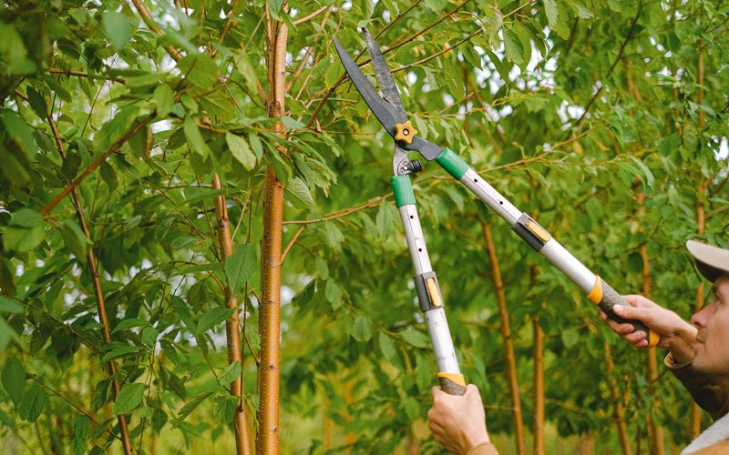Tree trimming in Enders, NE